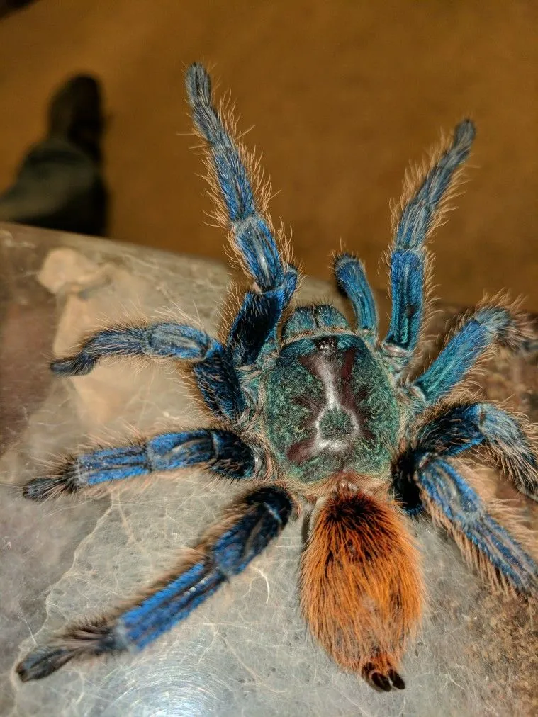 17106 green bottle blue tarantula overview