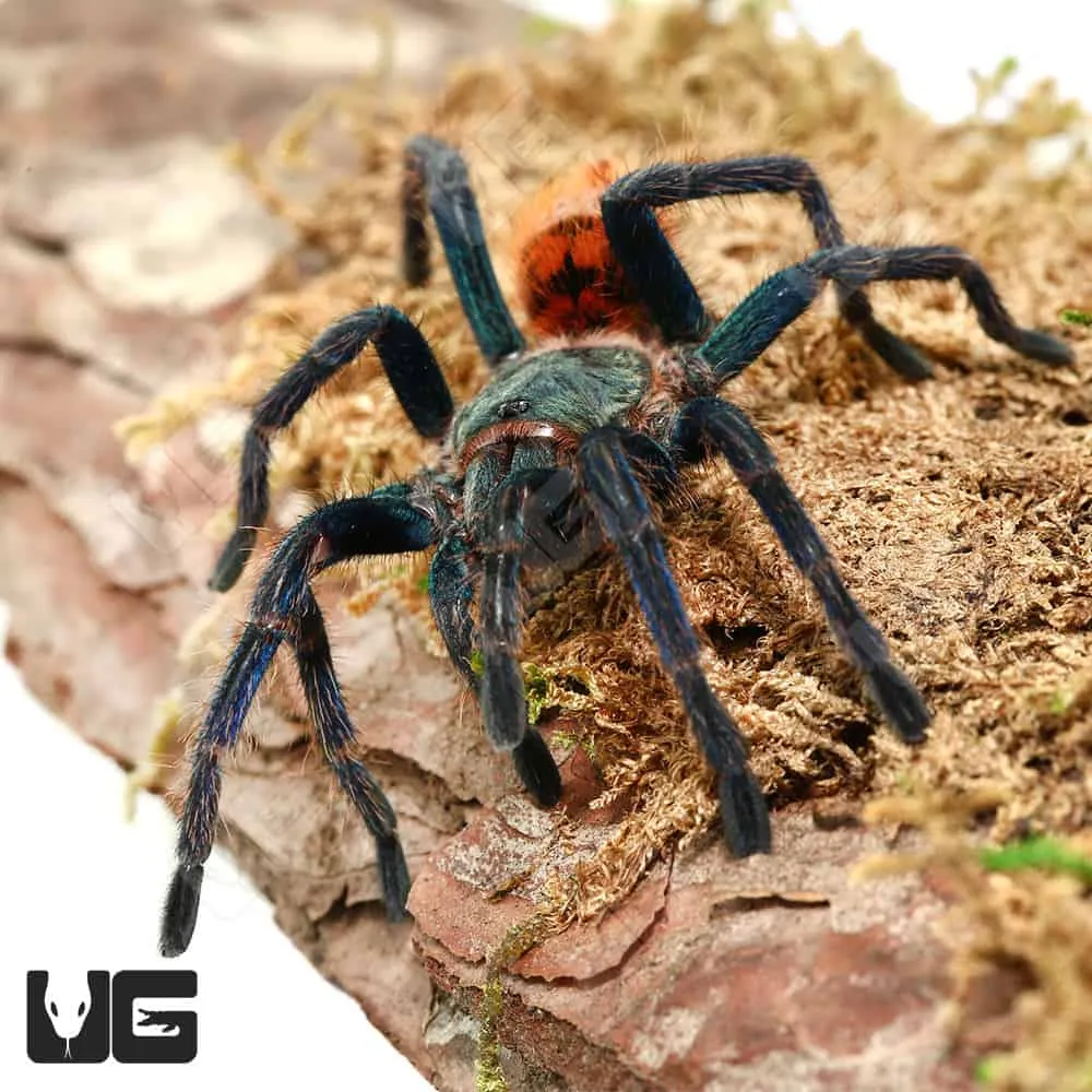 /img/17106-green-bottle-blue-tarantula-vet-care.webp