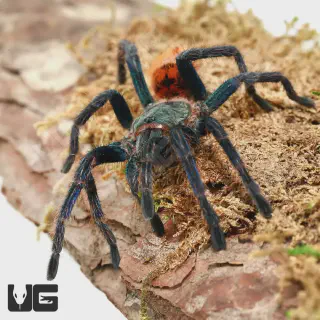 /img/17106-green-bottle-blue-tarantula-vet-care.webp