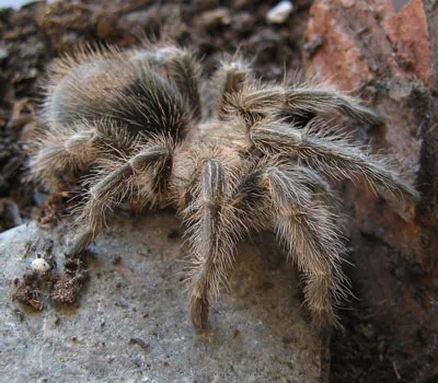 17107 rose hair tarantula internal anatomy