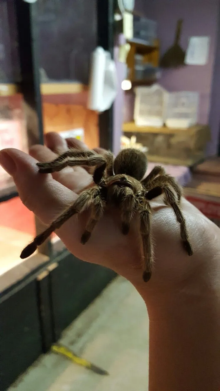 /img/17107-rose-hair-tarantula-urticating-setae.webp