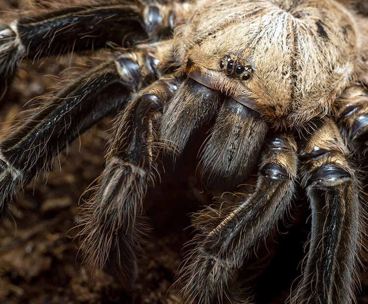 17108 african tarantula