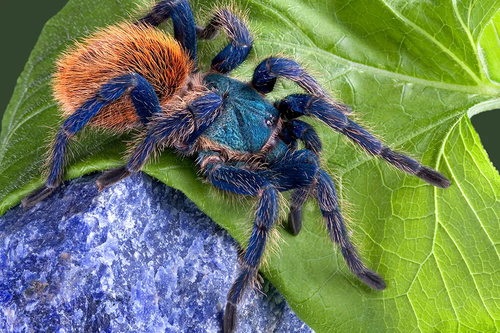 17108 australian tarantula