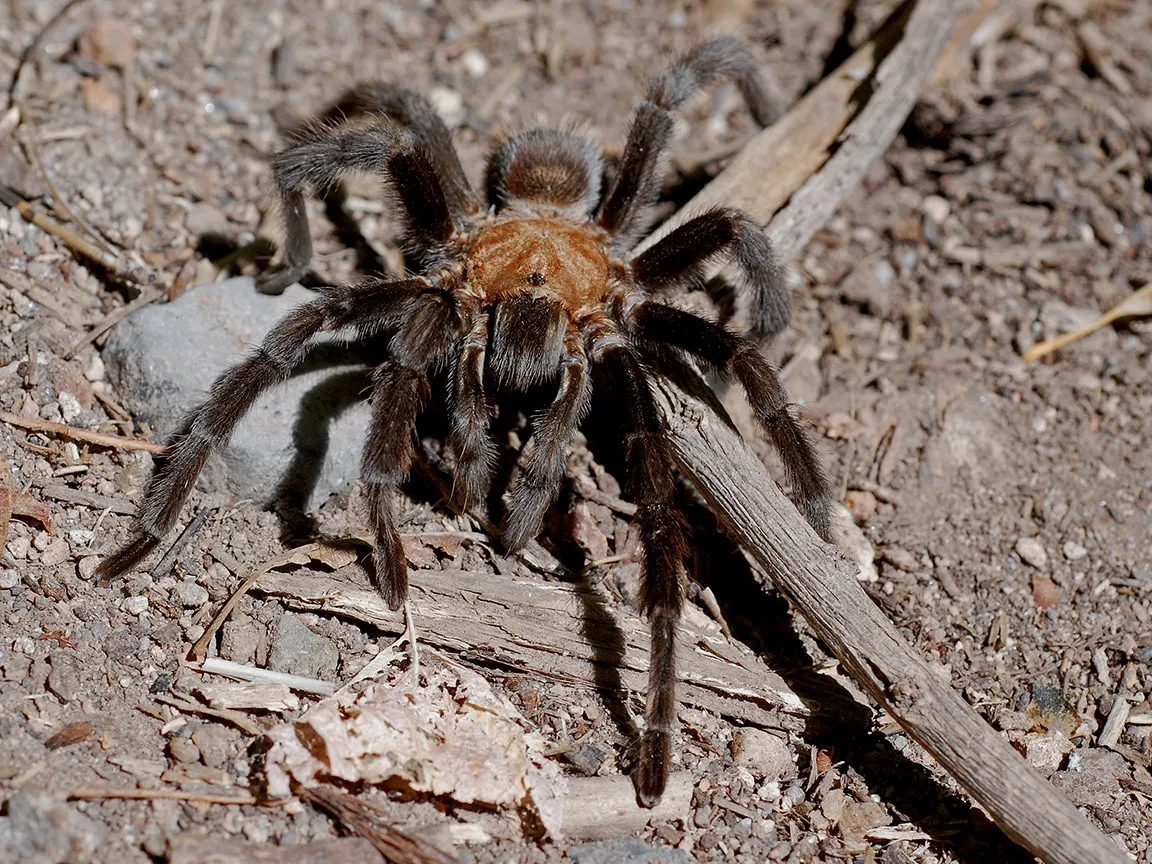 17108 brazilian tarantula