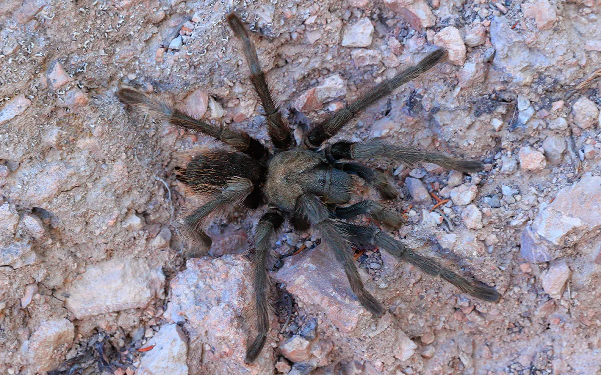 17108 indian tarantula