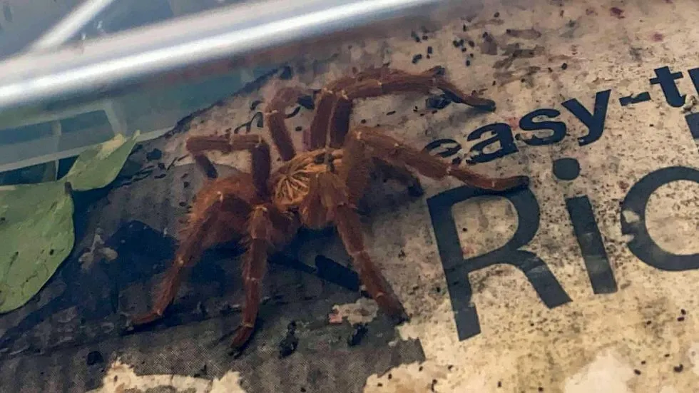 17108 north american tarantula