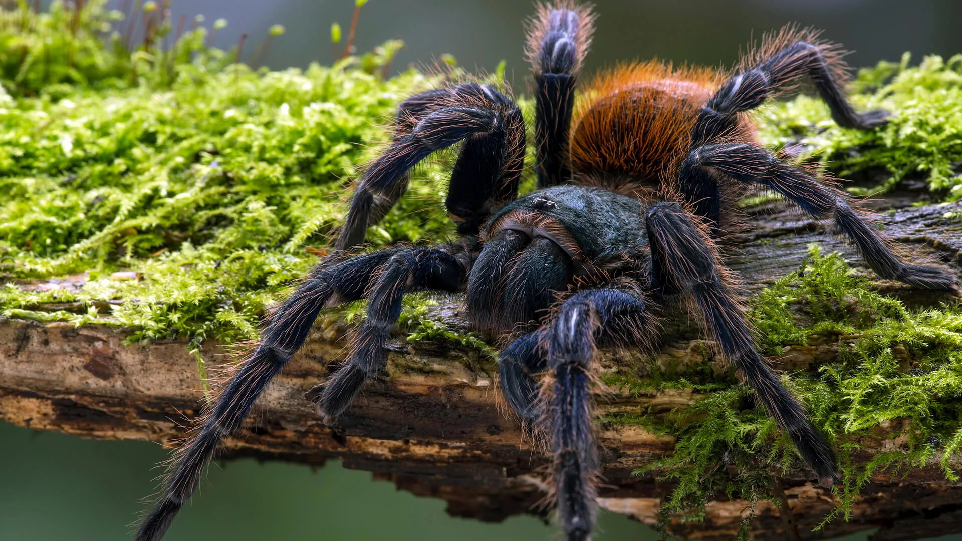 /img/17108-tarantula-climate.webp
