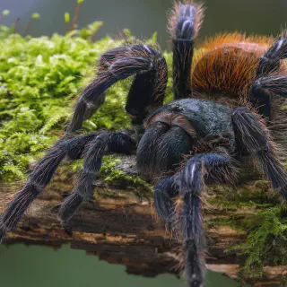 /img/17108-tarantula-climate.webp