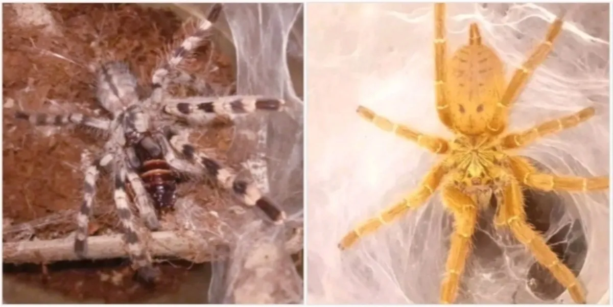 17108 tarantula in habitat