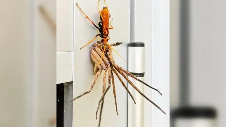 17109 tarantula hawk wasp diet