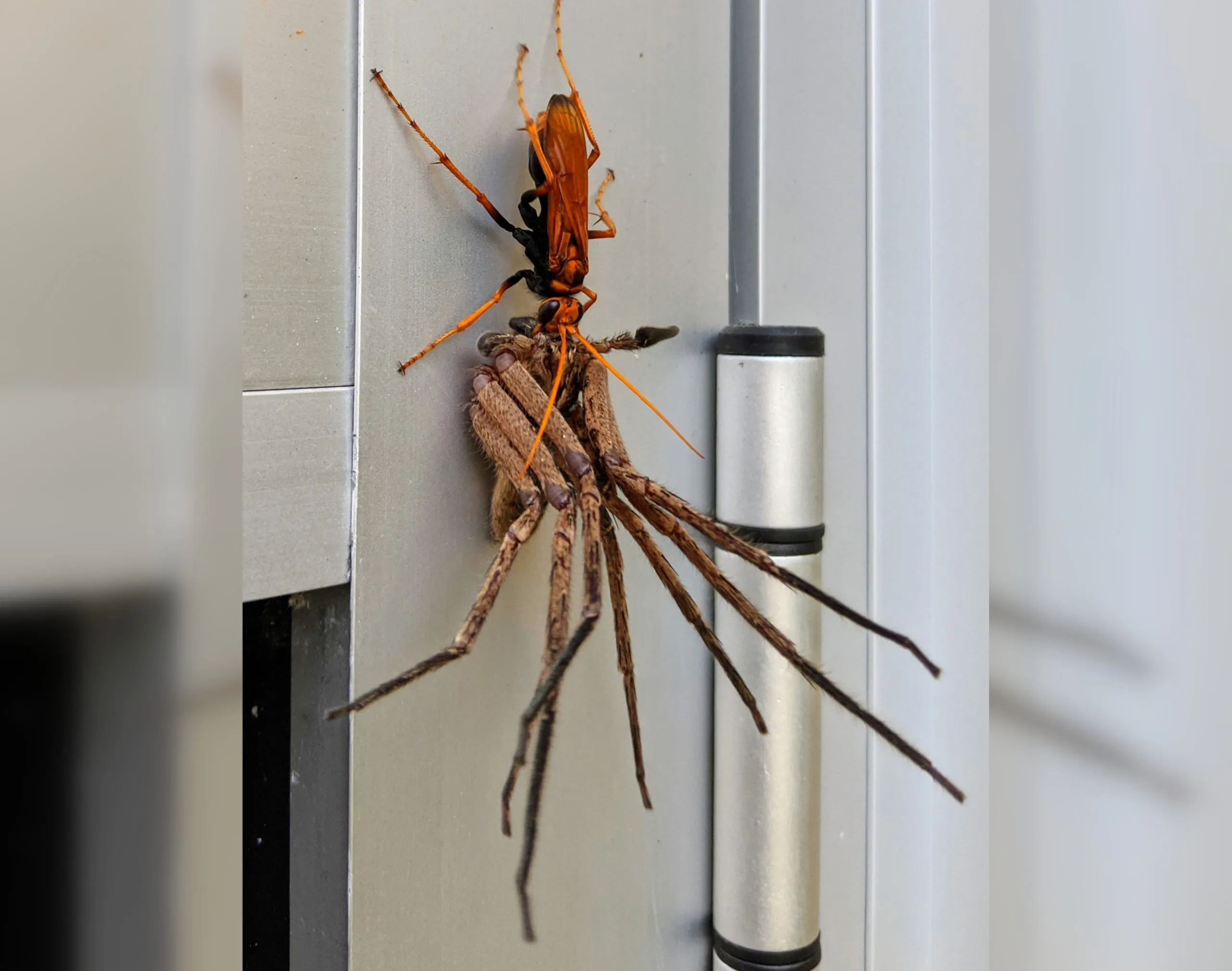 /img/17109-tarantula-hawk-wasp-habitat.webp