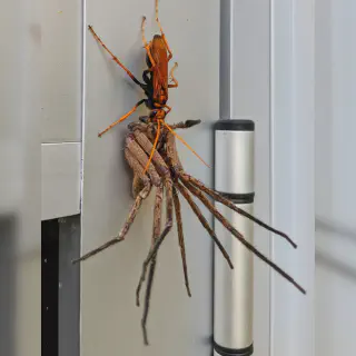 /img/17109-tarantula-hawk-wasp-habitat.webp