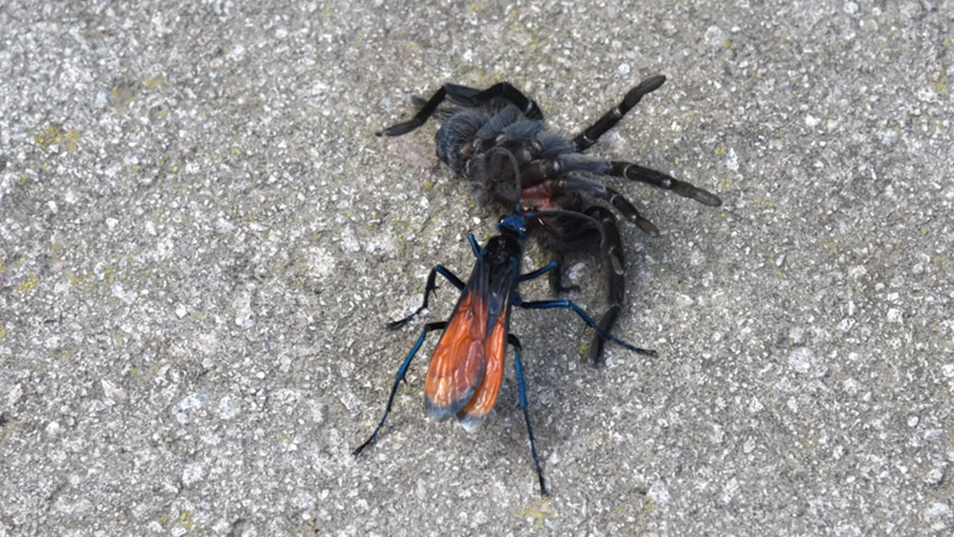 17109 tarantula hawk wasp life cycle