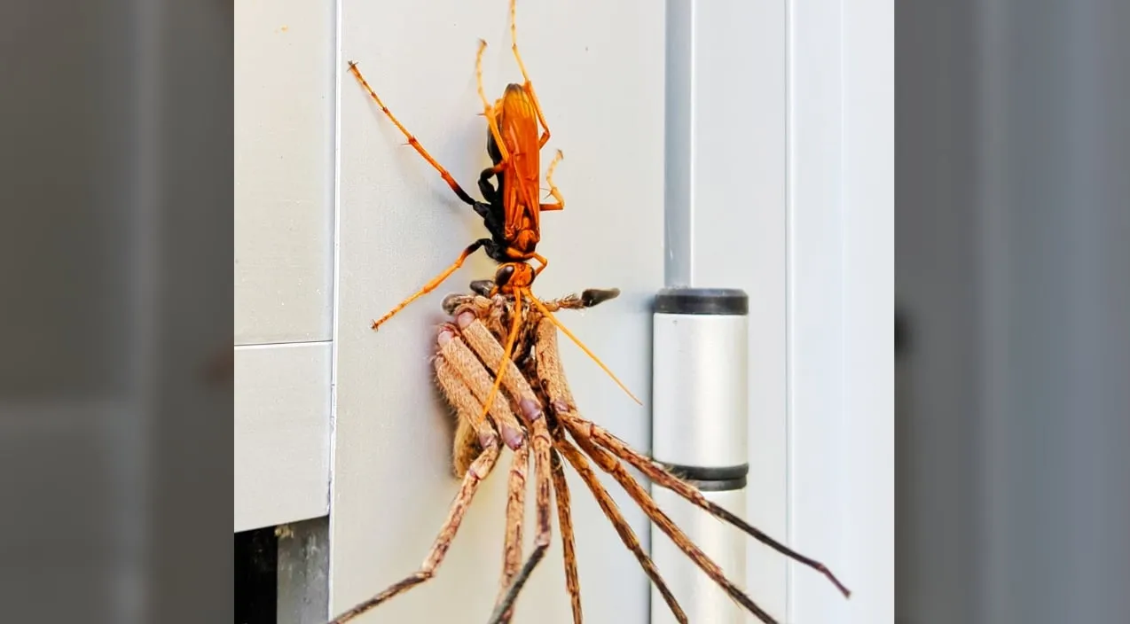 17109 tarantula hawk wasp tarantula