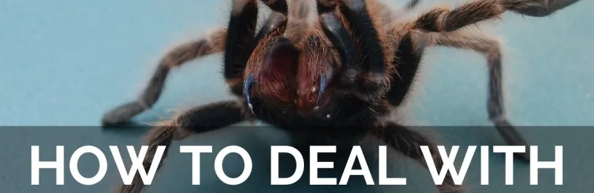 /img/17110-first-aid-tarantula-bite.webp