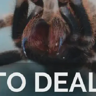 /img/17110-first-aid-tarantula-bite.webp