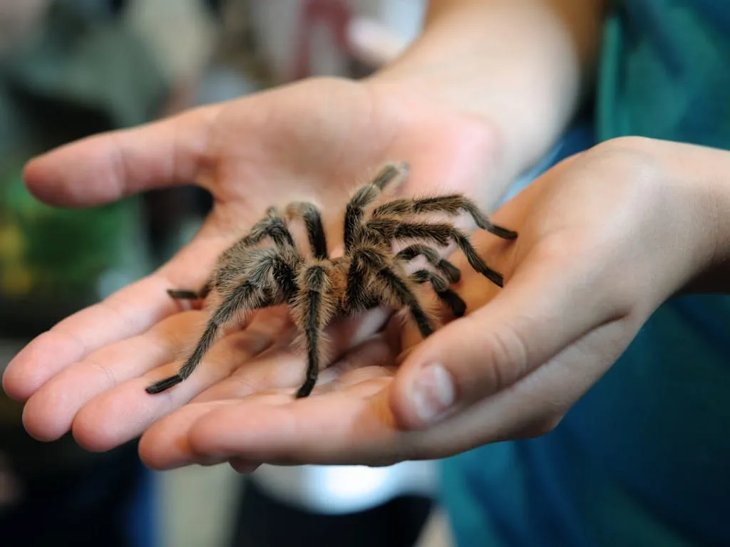 17110 mexican red knee tarantula