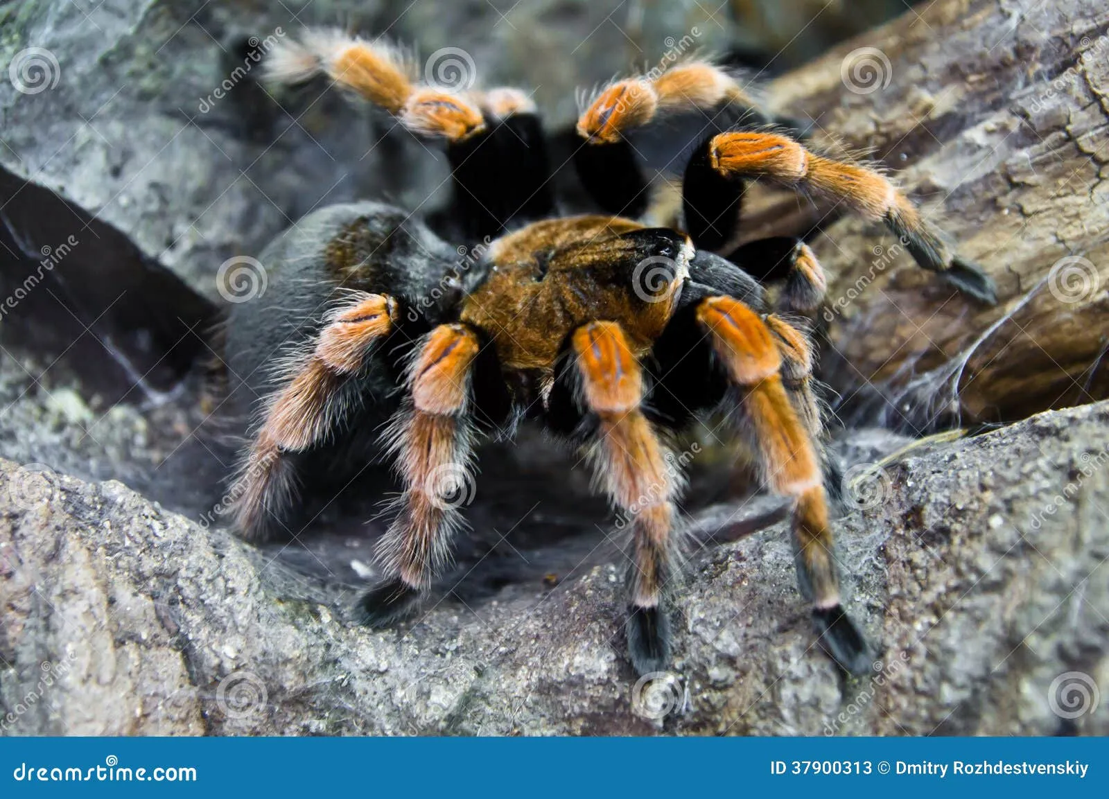 17112 redknee tarantula eggsac