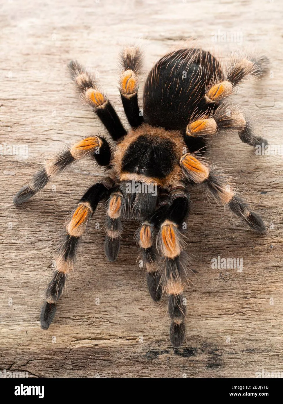 17112 redknee tarantula female