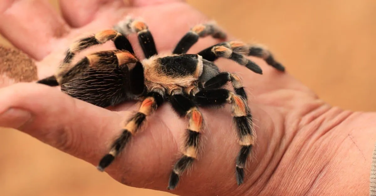 /img/17112-redknee-tarantula-spiderling-habitat.webp