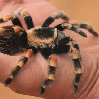 /img/17112-redknee-tarantula-spiderling-habitat.webp
