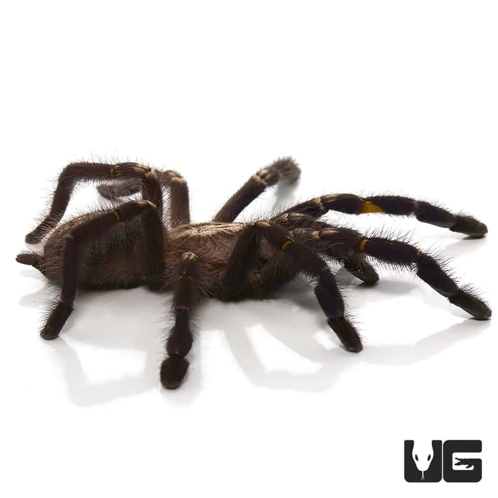 17113 gsty enclosure size