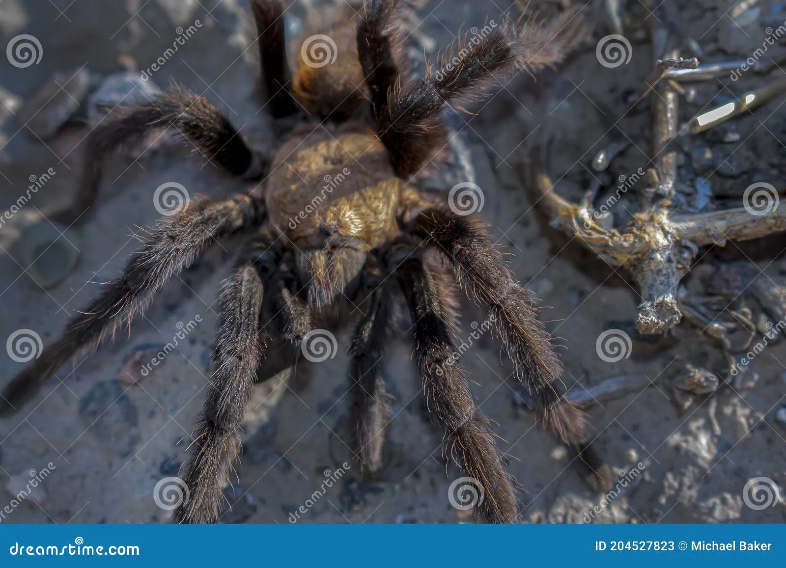 /img/17114-missouri-brown-tarantula-conservation.webp