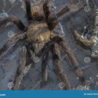 /img/17114-missouri-brown-tarantula-conservation.webp
