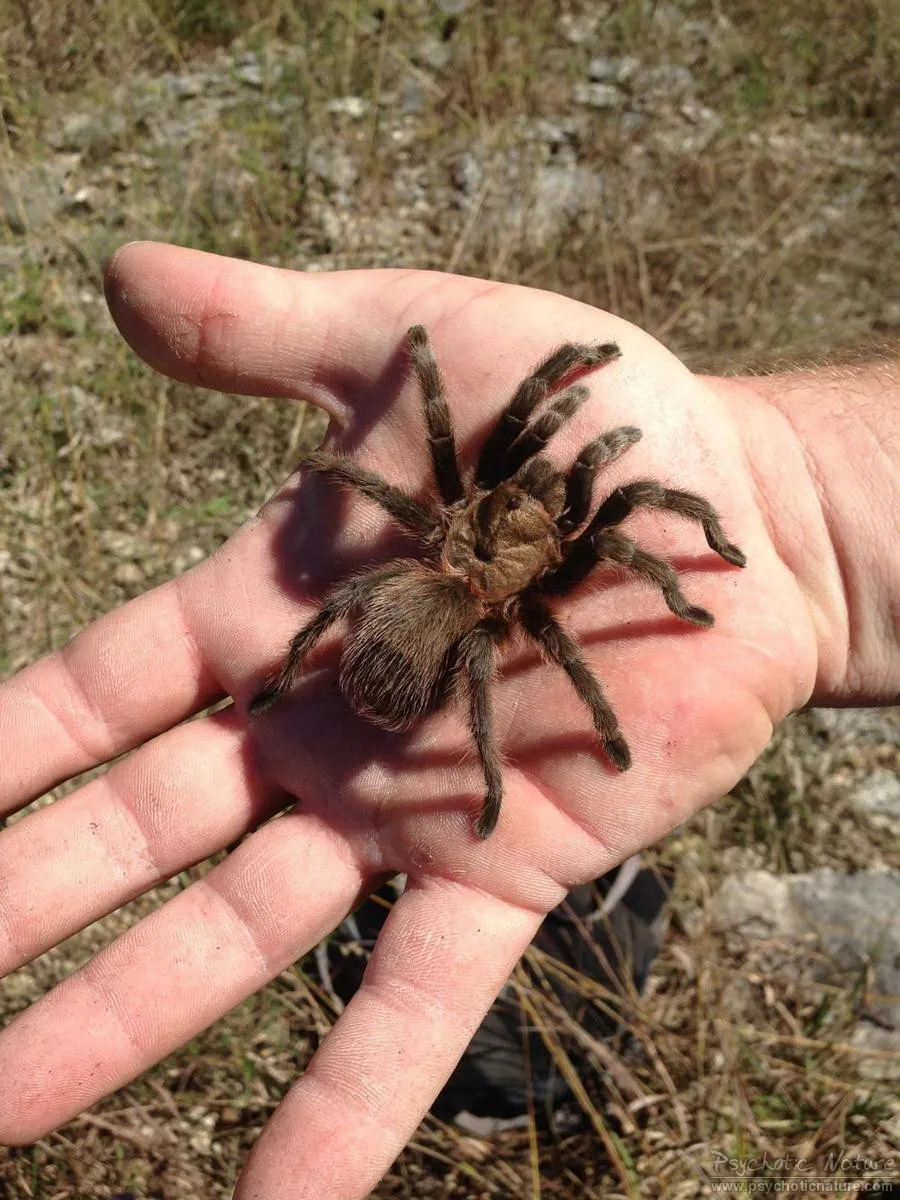 17114 missouri brown tarantula defensive