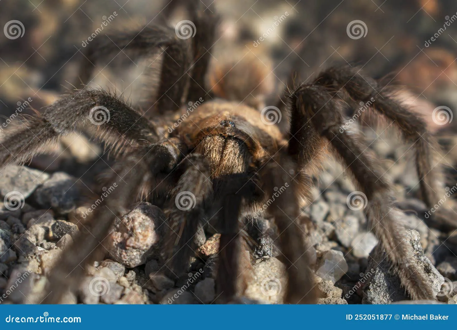 17114 missouri brown tarantula eating