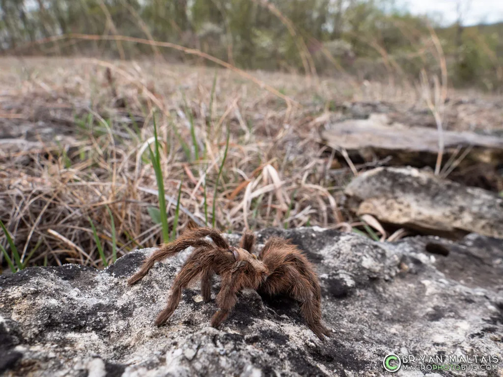 17114 missouri brown tarantula habitat