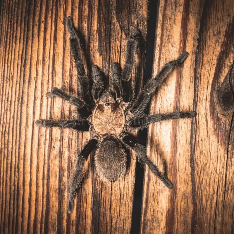 17114 missouri brown tarantula spiderlings