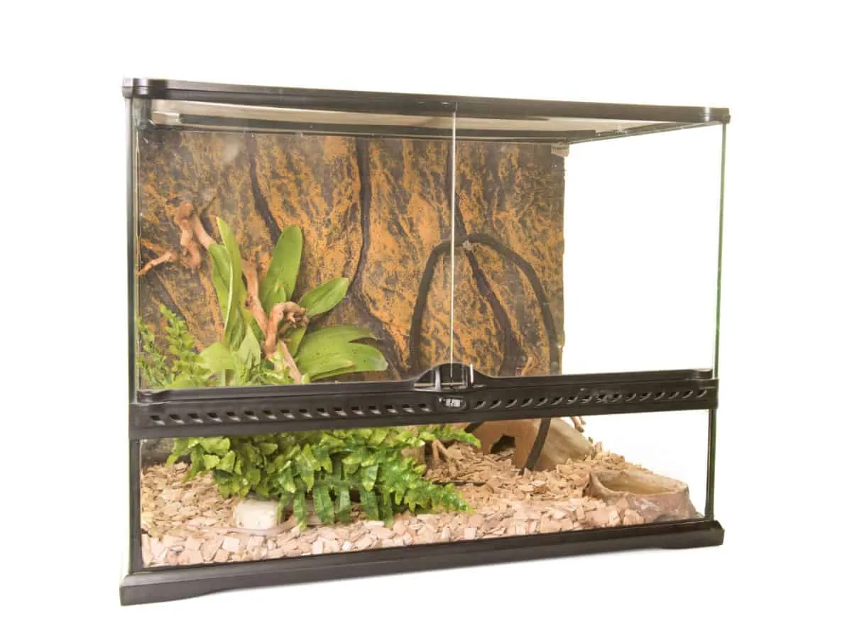 17115 tarantula decor