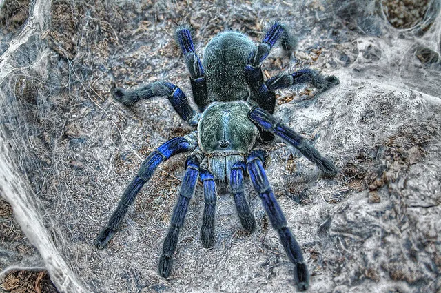 17116 cobalt blue tarantula eating cricket