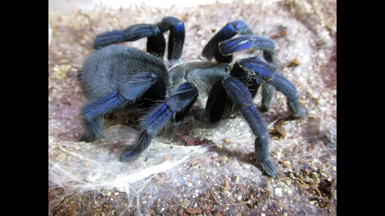 17116 cobalt blue tarantula habitat