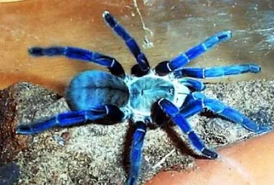 17116 crickets for tarantulas