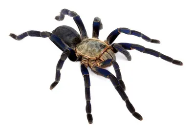 17116 mealworms for tarantulas