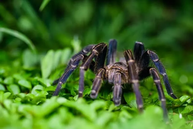 17116 roaches for tarantulas