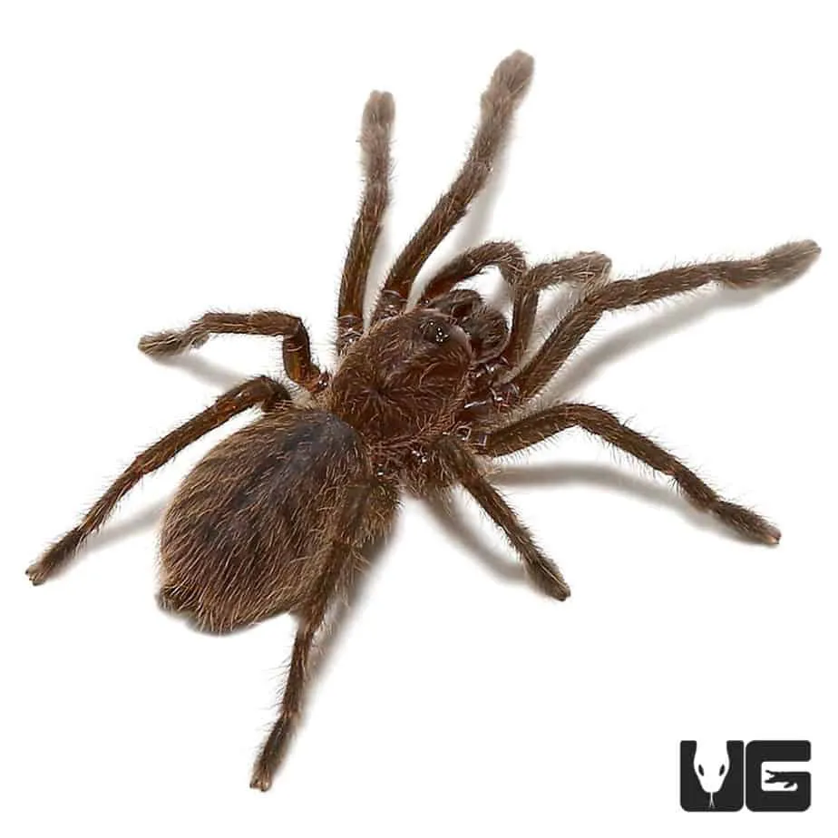 17116 superworms for tarantulas