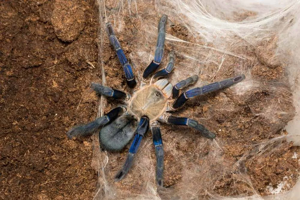 /img/17116-tarantula-drinking-water.webp