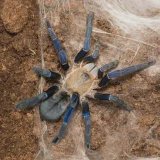/img/17116-tarantula-drinking-water.webp