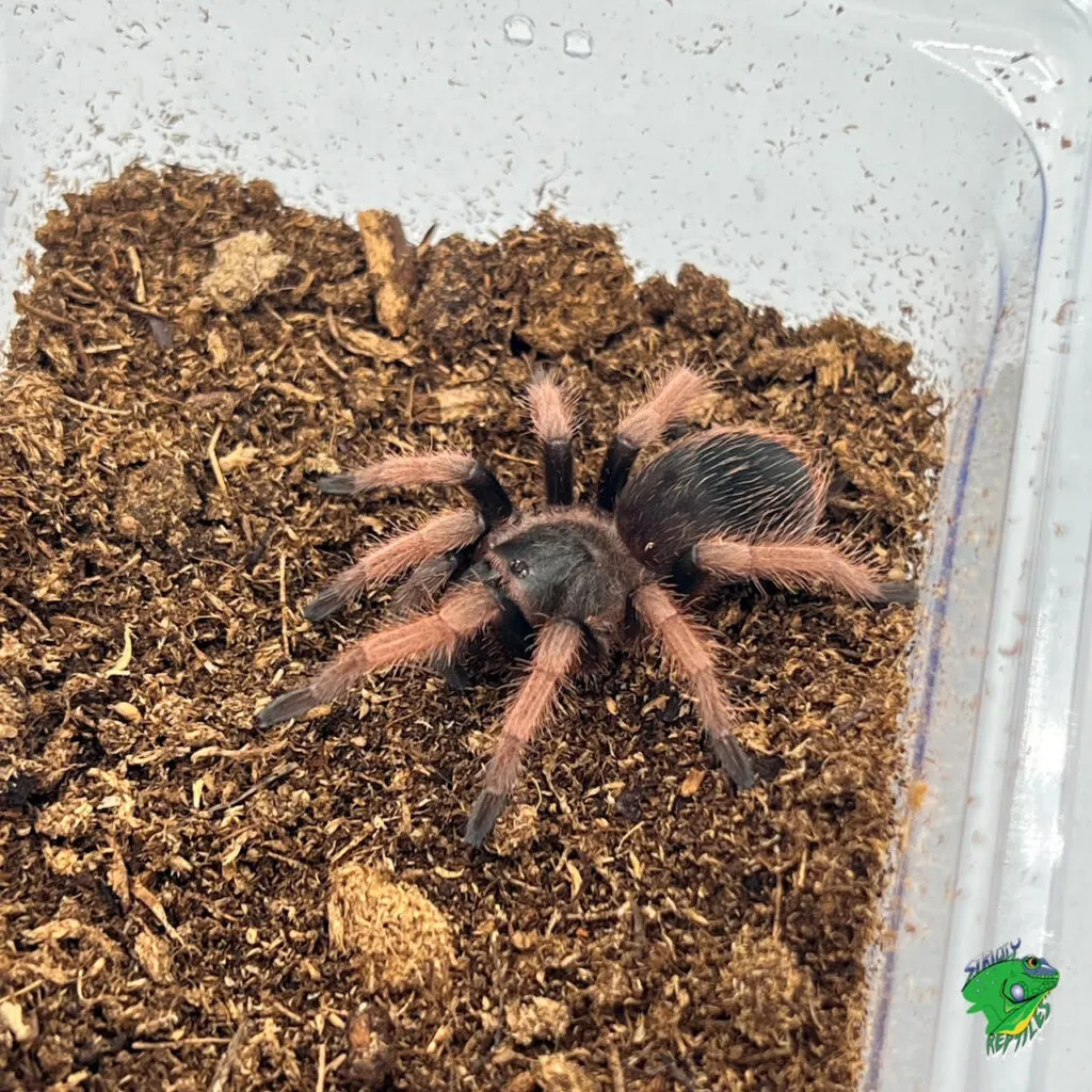 17117 mexican beauty tarantula enclosure