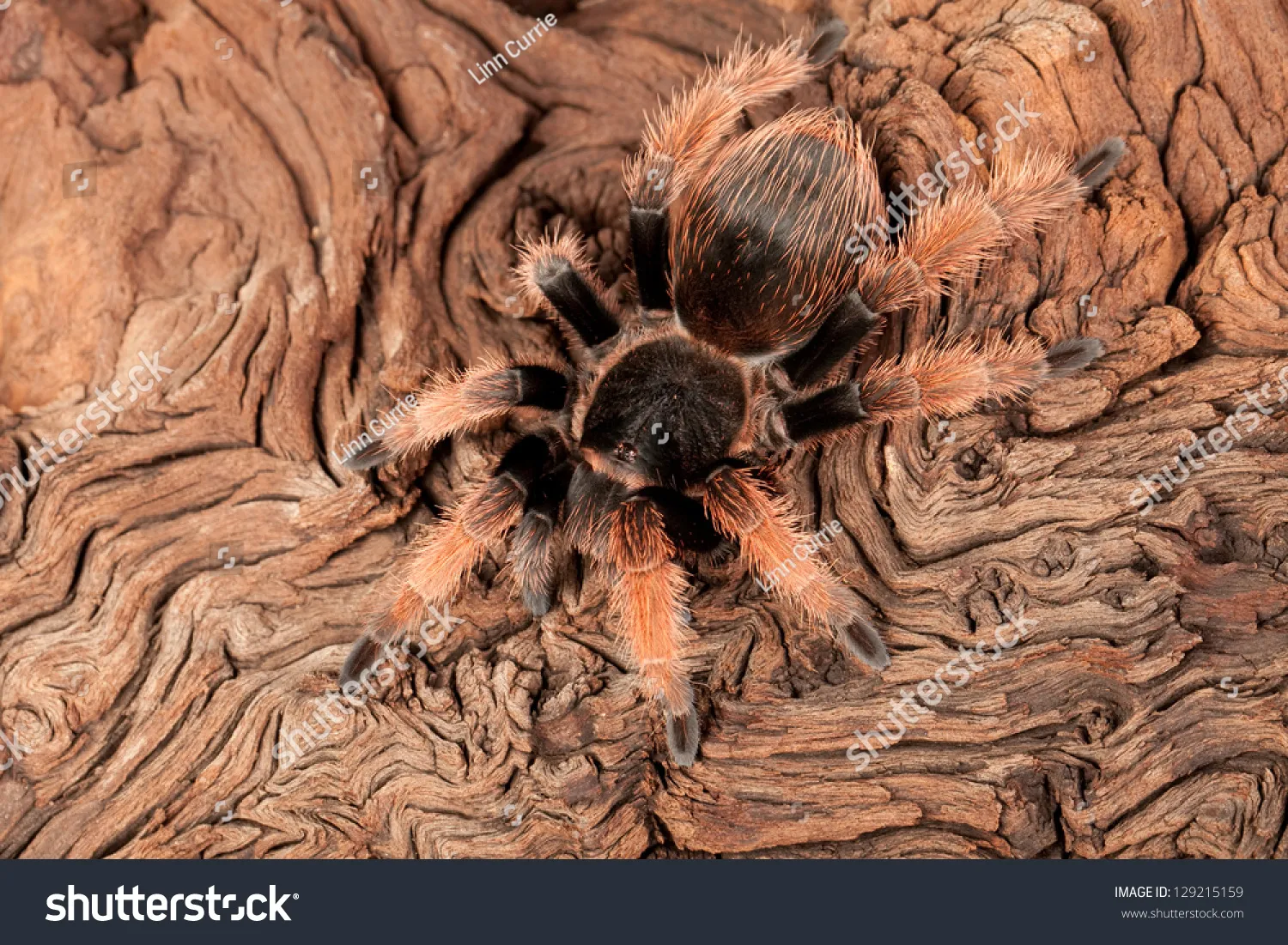 17117 mexican beauty tarantula feeding