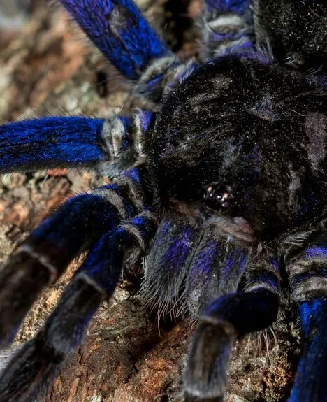 /img/17117-mexican-beauty-tarantula-health.webp