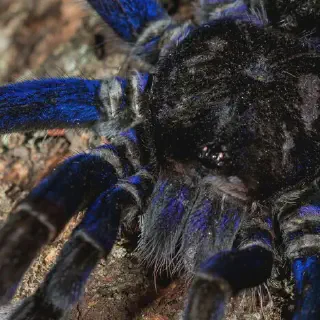 /img/17117-mexican-beauty-tarantula-health.webp