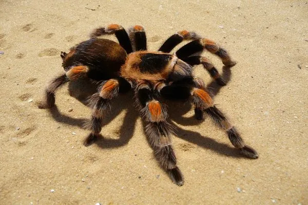 17117 mexican beauty tarantula size