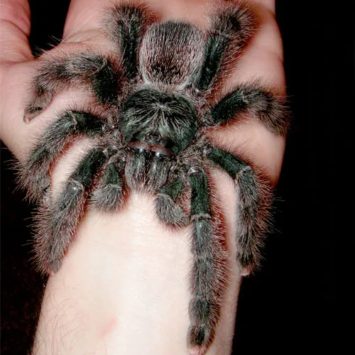 17118 pink toe tarantula feeding