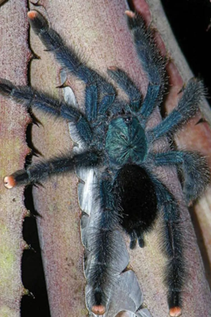 17118 pink toe tarantula handling