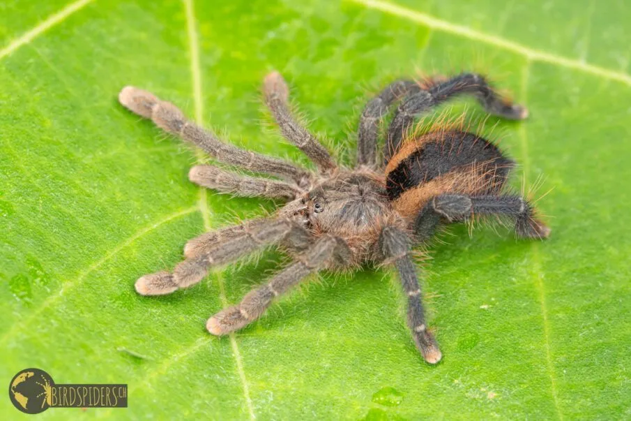 17118 pink toe tarantula overview