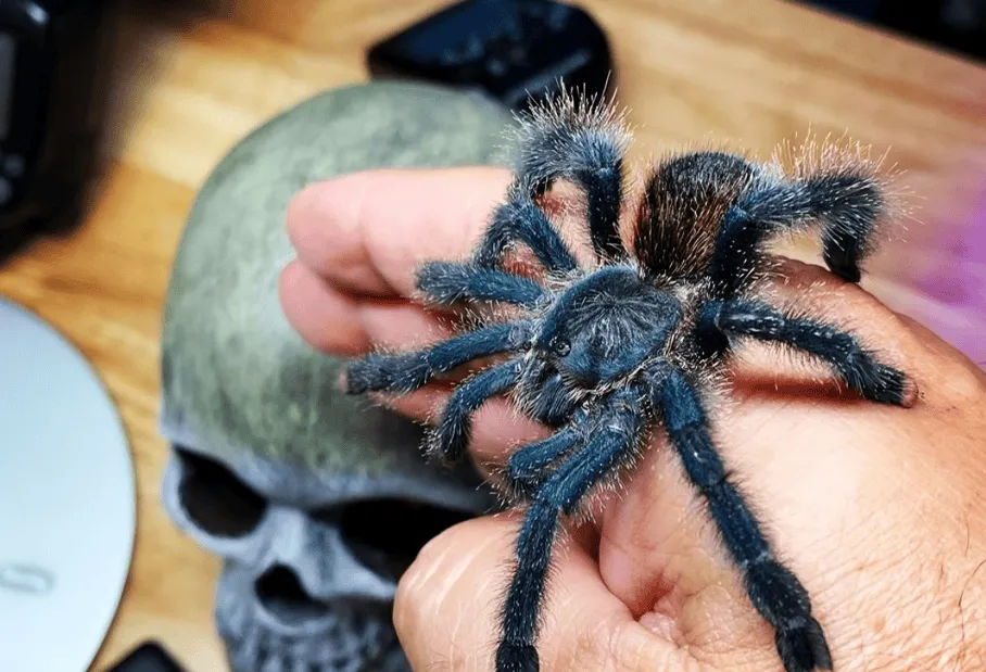 /img/17118-pink-toe-tarantula-shedding.webp